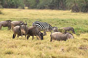 Plains Zebra and Wildebeest Amboseli Kenya